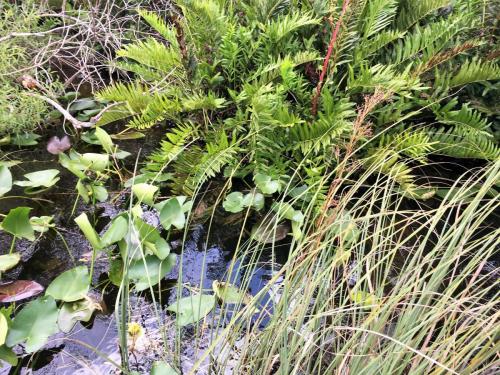 everglades airboat rides (1)